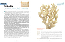 Load image into Gallery viewer, Cabinet of Curiosities