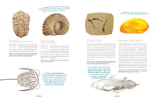 Load image into Gallery viewer, Cabinet of Curiosities
