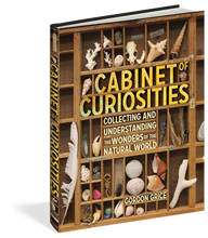 Load image into Gallery viewer, Cabinet of Curiosities
