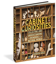 Load image into Gallery viewer, Cabinet of Curiosities