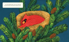 Load image into Gallery viewer, Why Evergreens Keep Their Leaves