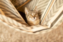 Load image into Gallery viewer, Habana Zebra - Organic Cotton Comfort Hammock Chair