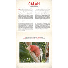 Load image into Gallery viewer, Outback