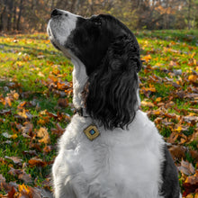 Load image into Gallery viewer, Lifetune Pet