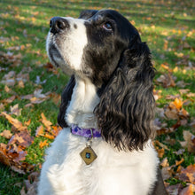 Load image into Gallery viewer, Lifetune Pet